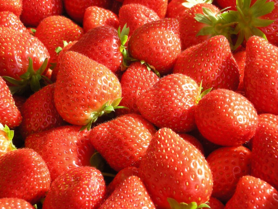 Chaigneau Fraises - Terre & Marée